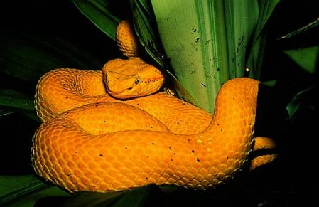 BocaráFaseAmarilla
