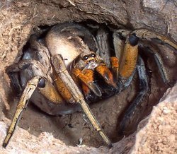 250px-wolf_spider_attack_position.jpg