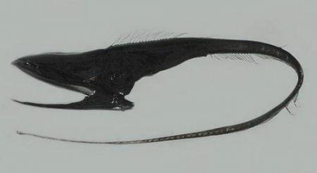 PezPelicanoPescadoENUnaRed
