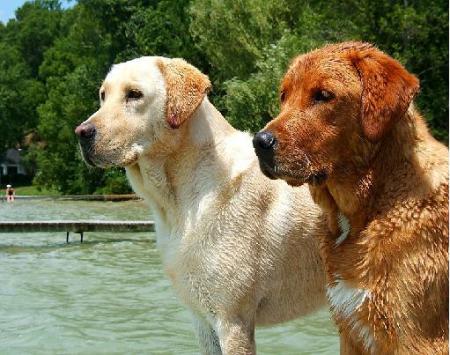 LabradorAgua
