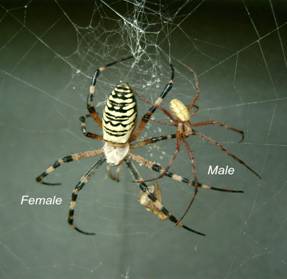 HembraYMacho