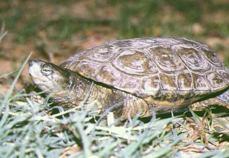 GalapagoLeprosoAlSol