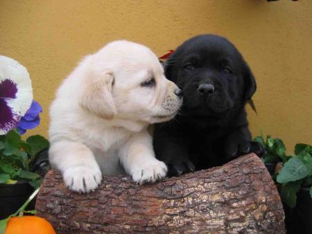 LabradorPareja