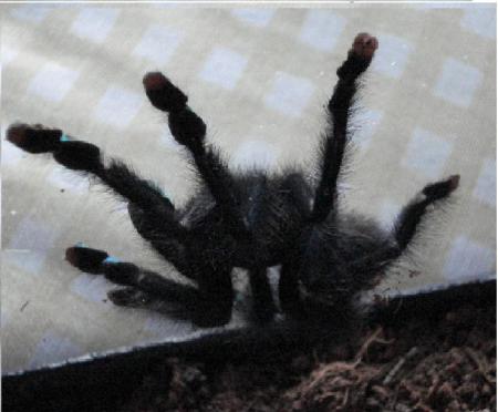 AvculariaMetallica2