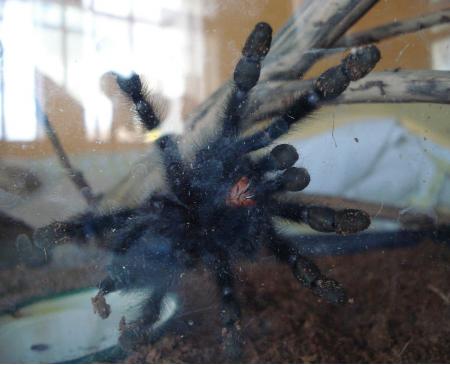 AviculariaMetallica