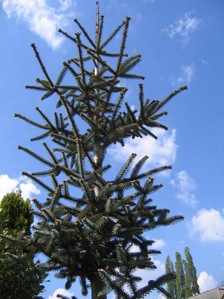 RamaPinsapo