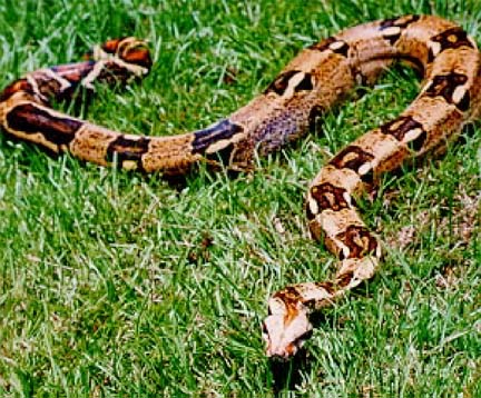 BoaConstrictor