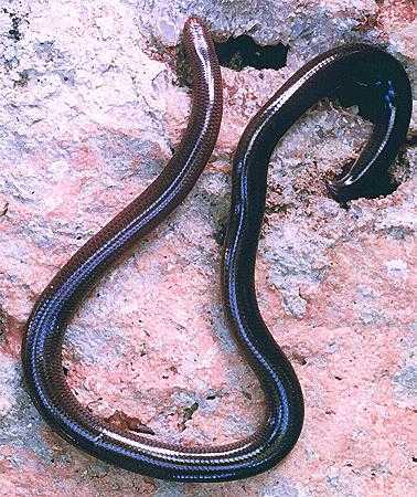 CulebraCiega