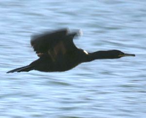 Cormorán2
