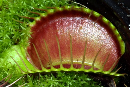 Dionaea