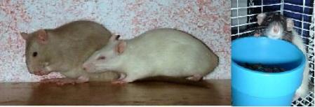 RatasMutantes2