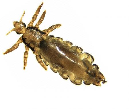 Piojo