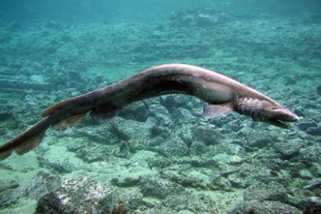 FrilledShark