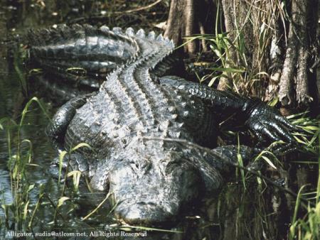 Aligator