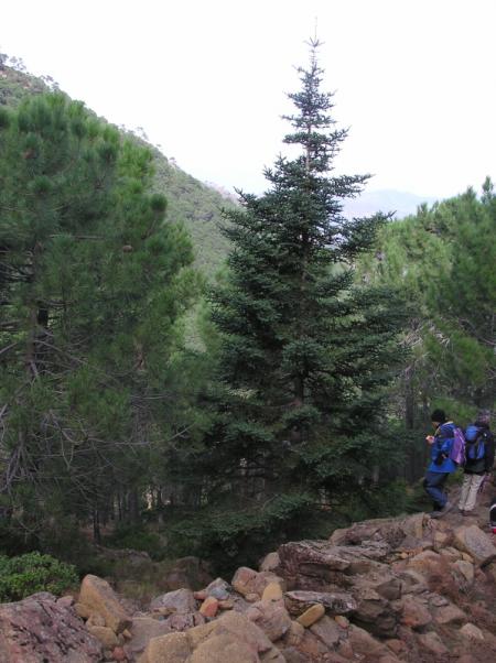 Pinsapo