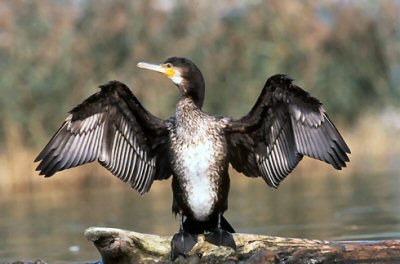 Cormorán