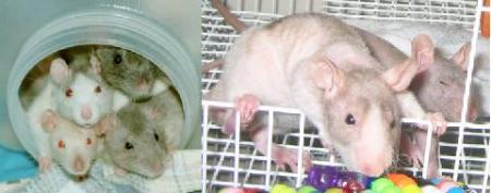 Ratas