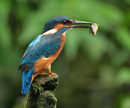 MartinPescador