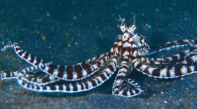 mimicoctopus.jpg