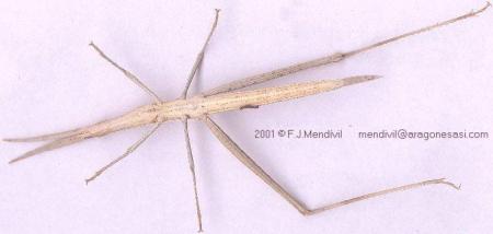 PaloSaltamontes