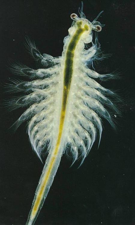 Sea Monkey