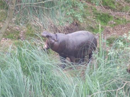 Pigmeo