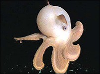 PulpoAbisal
