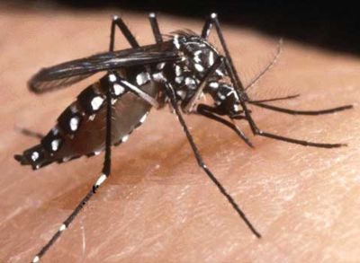 MosquitoTigre