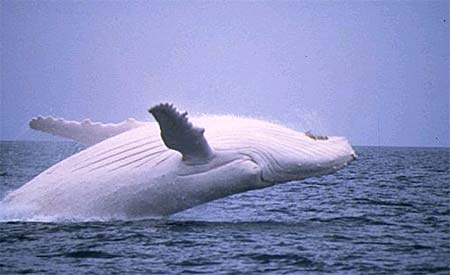 ballena.jpg