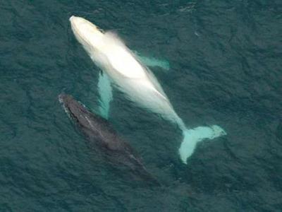 ballena2.jpg