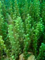 caulerpa_racemosa.JPG