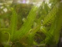 caulerpa_taxifolia.jpg