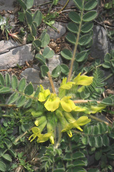 Astragalus tremolsianus