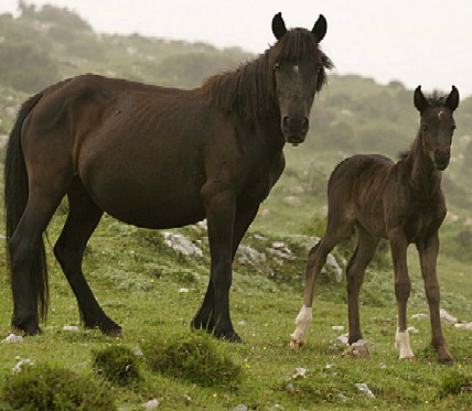 Asturcon, o caballo autóctono de Asturias