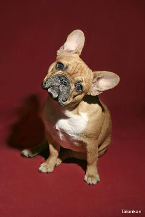 Bulldog francés