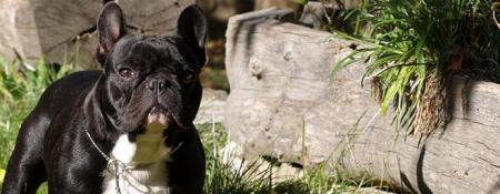 El bulldog francés