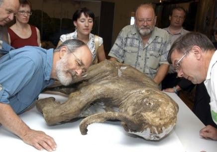 Lyuba, el bebe mamut