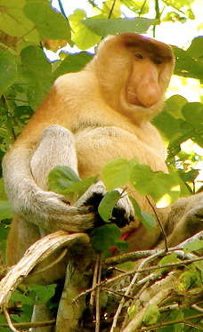 Borneo