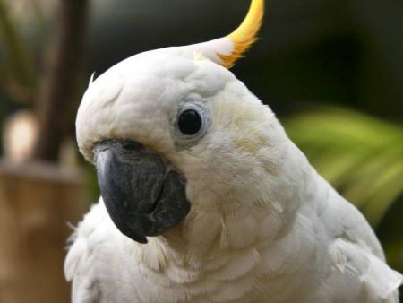 Cacatúa de moño naranja