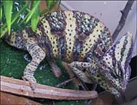 Camaleón del Yemen