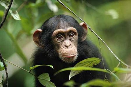 Chimpancé
