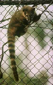 El coatí
