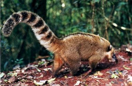 El coatí
