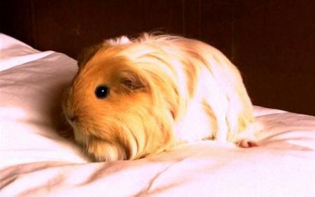 Cobaya