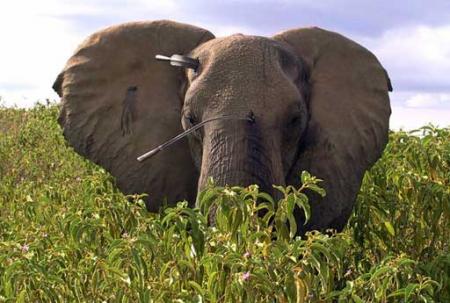 Elefante herido con lanzas