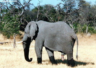Elefantes y marula
