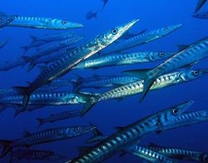 Espeton, la barracuda de Europa (2)