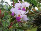 Orquídea flor de mayo