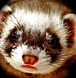 Hurón