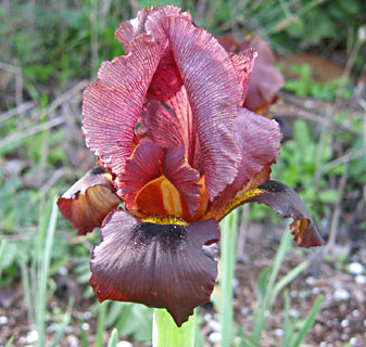 Iris atropurpurea